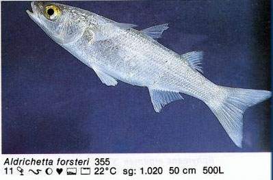Aldrichetta forsteri